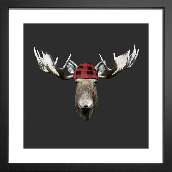 'RedBlack-Jack' Moose
